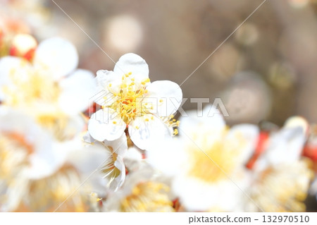 梅花盛開 梅花盛開 132970510