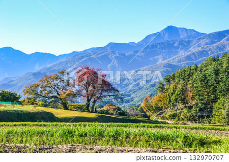 Autumn in Yatsugatake and cherry blossoms at Teidan 132970707