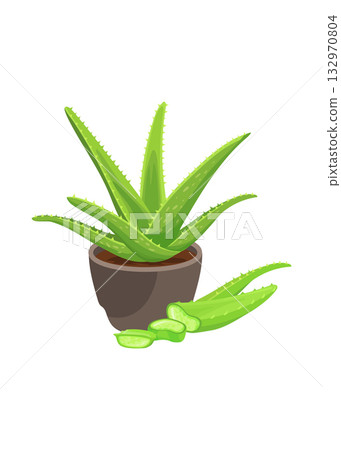 Aloe with aloe slice stock illustration Aloe with aloe slice stock illustration 132970804