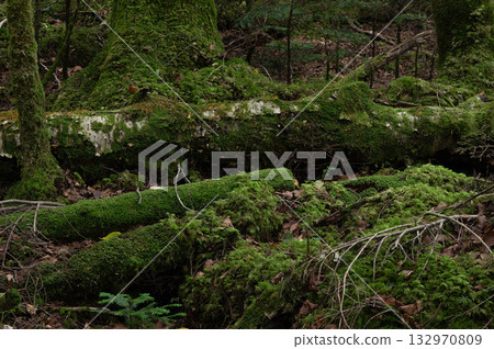 亞高山森林中堆積著長滿苔蘚的倒木。 132970809