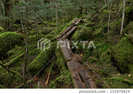 一條木棧道穿過長滿苔蘚的亞高山森林。 132970824