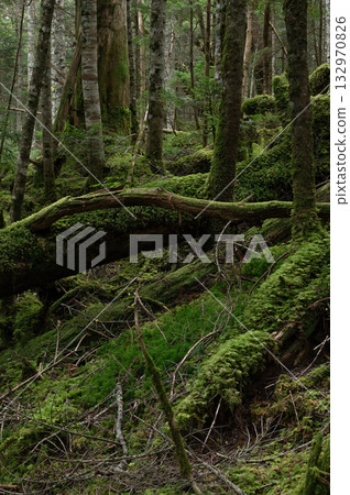 亞高山森林,倒下的樹木上覆蓋著苔蘚。 亞高山森林,倒下的樹木上覆蓋著苔蘚。 132970826