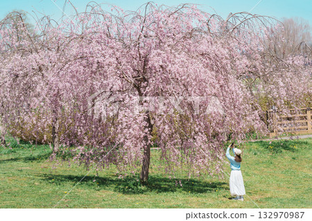 Woman tourist taking photo in Kitakami Tenshochi Park with Sakura Cherry Blossom in Spring, happy traveler travel in Kitakami, Iwate prefecture, Japan. famous Landmark Travel and Vacation destination Woman tourist taking photo in Kitakami Tenshochi Park with Sakura Cherry Blossom in Spring, happy traveler travel in Kitakami, Iwate prefecture, Japan. famous Landmark Travel and Vacation destination 132970987
