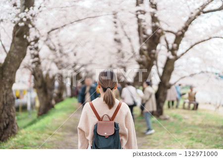 Woman tourist sightseeing Sakura Cherry Blossom in Spring. Happy traveler travel near Hinokinai River riverbank in Kakunodate town, Semboku District, Akita Prefecture, Japan. Landmark and Vacation 132971000