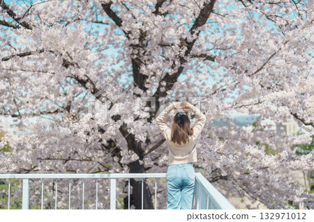 Woman tourist sightseeing Sakura Cherry blossom at Morioka Castle Ruins park in Spring, happy traveler travel in Iwate Park, Iwate prefecture, Japan. famous Landmark Travel and Vacation destination Woman tourist sightseeing Sakura Cherry blossom at Morioka Castle Ruins park in Spring, happy traveler travel in Iwate Park, Iwate prefecture, Japan. famous Landmark Travel and Vacation destination 132971012