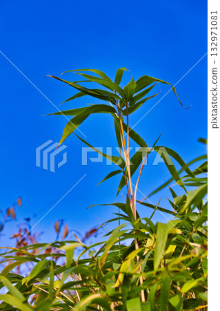 Satoyama的瀑布 132971081