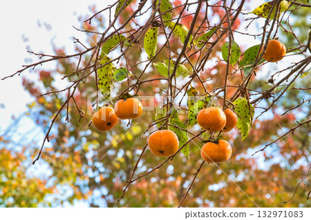 Satoyama的瀑布 132971083