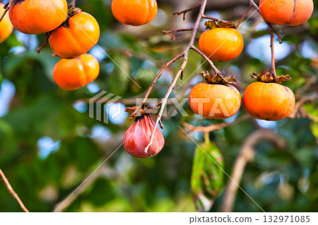 Satoyama的瀑布 132971085