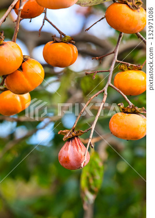 Satoyama的瀑布 Satoyama的瀑布 132971086