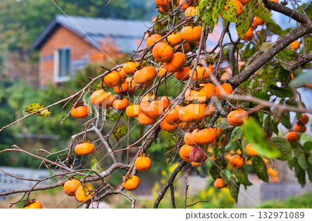 Falls of Satoyama 132971089