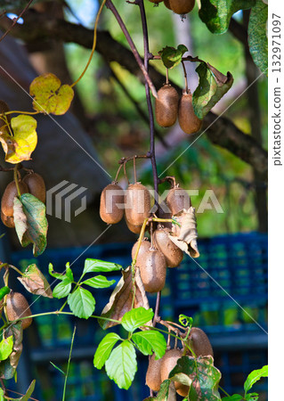 Falls of Satoyama Falls of Satoyama 132971097