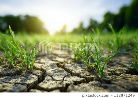 乾裂的土地上孕育新的生命 132971249