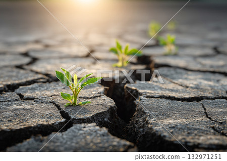 乾裂的土地上孕育新的生命 132971251