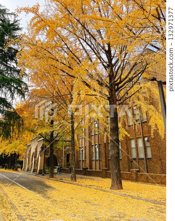 東京大學秋季銀杏 132971377