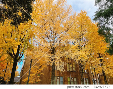 東京大學秋季銀杏 東京大學秋季銀杏 132971378