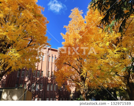 東京大學秋季銀杏 132971589