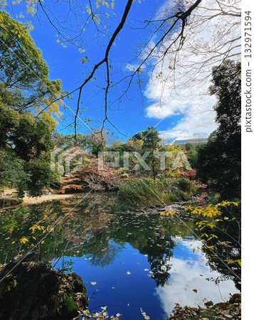 東京大學生德園的真嗣池(三四郎池)的秋天 東京大學生德園的真嗣池(三四郎池)的秋天 132971594