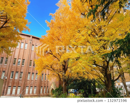 東京大學秋季銀杏 東京大學秋季銀杏 132971596