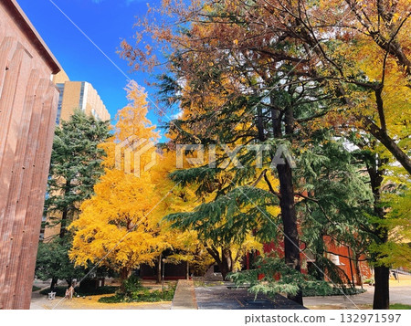 東京大學秋季銀杏 東京大學秋季銀杏 132971597