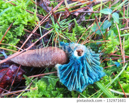 山蛞蝓以老蘑菇為食 132971681