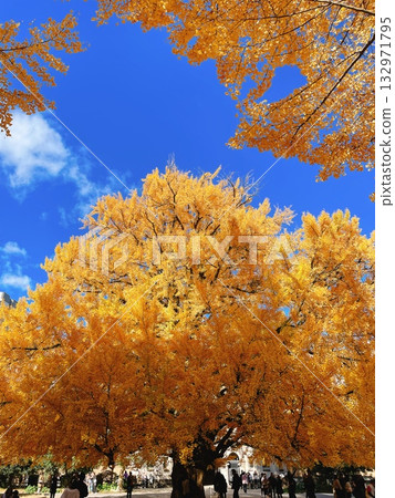 Autumn at the University of Tokyo Ginkgo Autumn at the University of Tokyo Ginkgo 132971795