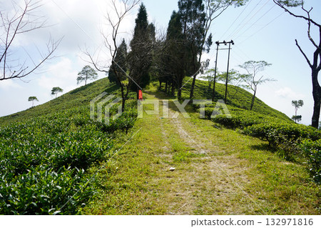 Diverse Himalayan Foothills Portfolio Tea Gardens and Nature 132971816