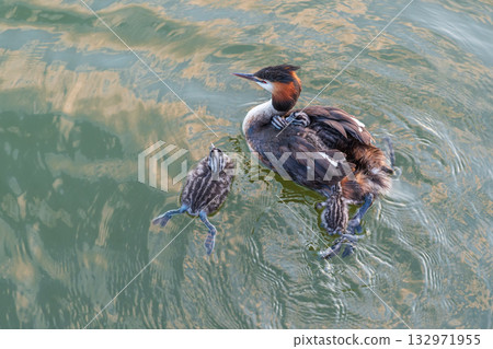 The water bird Great crested Grebe, Podiceps cristatus, swimming in the lake, and its cute babies riding on its back The water bird Great crested Grebe, Podiceps cristatus, swimming in the lake, and its cute babies riding on its back 132971955
