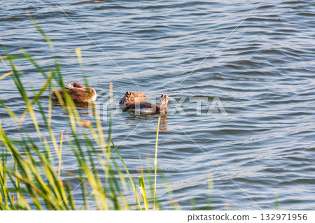 Great Crested Grebe Chick Growing Up Swimming In A Pond Great Crested Grebe Chick Growing Up Swimming In A Pond 132971956