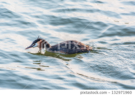 The waterfowl bird, great crested grebe with chick, swimming in the lake. 132971960