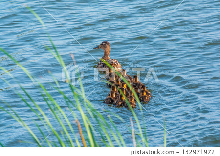 A family of ducks, a duck and its little ducklings are swimming in the water. The duck takes care of its newborn ducklings. Mallard, lat. Anas platyrhynchos A family of ducks, a duck and its little ducklings are swimming in the water. The duck takes care of its newborn ducklings. Mallard, lat. Anas platyrhynchos 132971972