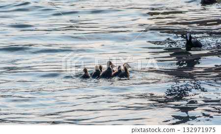 Eurasian Coot with Chicks Swimming on Lake 132971975
