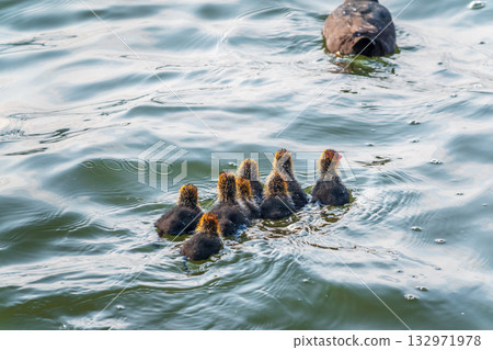 Eurasian Coot with Chicks Swimming on Lake Eurasian Coot with Chicks Swimming on Lake 132971978