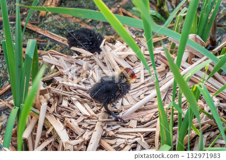 Eurasian Coot with Chicks in nest. Eurasian coot, Fulica atra Eurasian Coot with Chicks in nest. Eurasian coot, Fulica atra 132971983