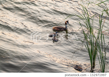 The waterfowl bird, great crested grebe with chick, swimming in the lake. 132971997