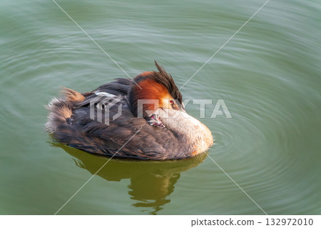 The water bird Great crested Grebe, Podiceps cristatus, swimming in the lake, and its cute babies riding on its back The water bird Great crested Grebe, Podiceps cristatus, swimming in the lake, and its cute babies riding on its back 132972010