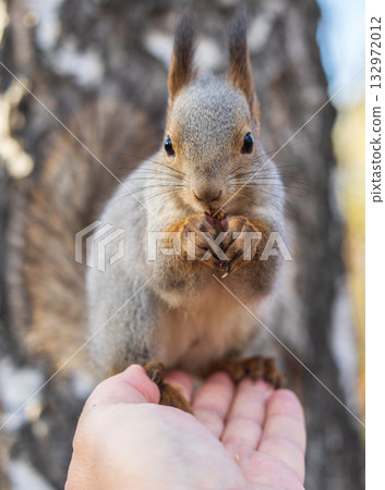 A squirrel in the autumn eats nuts from a human hand. Eurasian red squirrel, Sciurus vulgaris 132972012