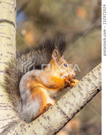 The squirrel with nut sits on tree in the autumn. Eurasian red squirrel, Sciurus vulgaris. The squirrel with nut sits on tree in the autumn. Eurasian red squirrel, Sciurus vulgaris. 132972024