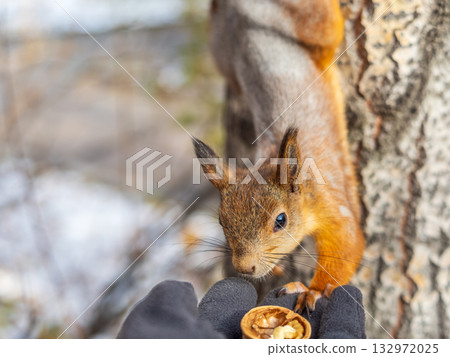 A squirrel in the autumn eats nuts from a human hand. Eurasian red squirrel, Sciurus vulgaris 132972025