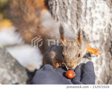 A squirrel in the autumn eats nuts from a human hand. Eurasian red squirrel, Sciurus vulgaris 132972026