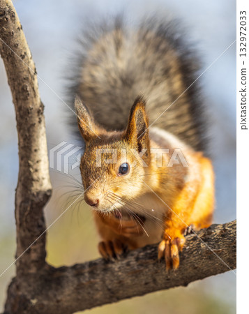 Squirrel sits on a branch in Autumn park Squirrel sits on a branch in Autumn park 132972033