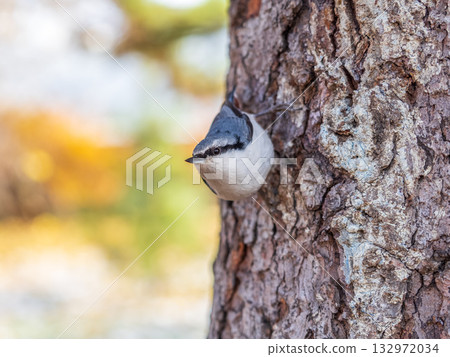 Eurasian nuthatch or wood nuthatch, lat. Sitta europaea, sitting on a tree trunk with a blurred background. Eurasian nuthatch or wood nuthatch, lat. Sitta europaea, sitting on a tree trunk with a blurred background. 132972034