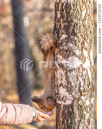 Girl feeds a squirrel with nuts in an autumn park. 132972038