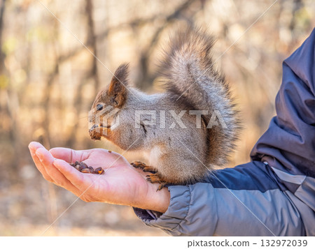 A squirrel in the spring or autumn eats nuts from a human hand. Eurasian red squirrel, Sciurus vulgaris 132972039