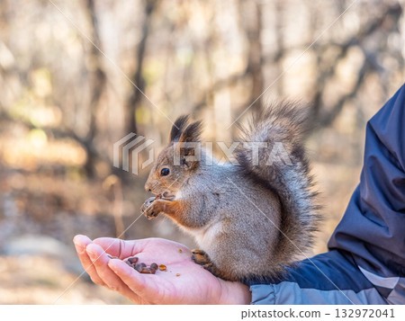 A squirrel in the spring or autumn eats nuts from a human hand. Eurasian red squirrel, Sciurus vulgaris 132972041