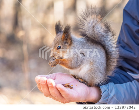 A squirrel in the spring or autumn eats nuts from a human hand. Eurasian red squirrel, Sciurus vulgaris 132972042