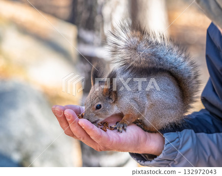 A squirrel in the spring or autumn eats nuts from a human hand. Eurasian red squirrel, Sciurus vulgaris 132972043