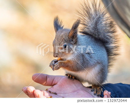 A squirrel in the spring or autumn eats nuts from a human hand. Eurasian red squirrel, Sciurus vulgaris 132972044