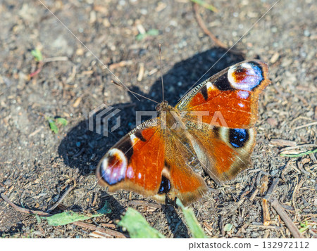 Peacock butterfly on the ground among the grass Peacock butterfly on the ground among the grass 132972112