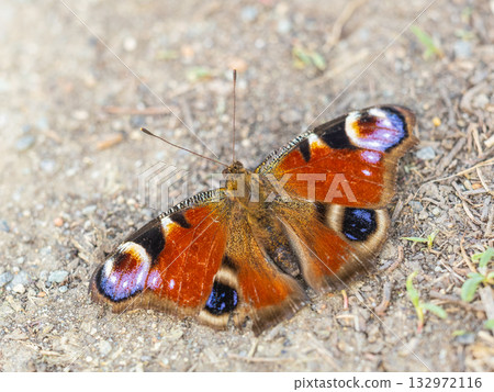 Peacock butterfly on the ground among the grass Peacock butterfly on the ground among the grass 132972116