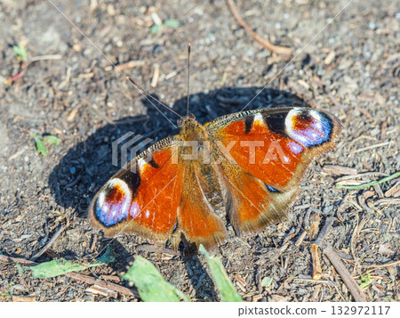 Peacock butterfly on the ground among the grass Peacock butterfly on the ground among the grass 132972117